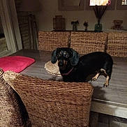 Soumsette a rejoint le concours — aidez-le/la à gagner de superbes lots ! dog, dachshund, table, chair, dining_room, woven_chair, wooden_table, pet, indoor, curious, animal, furniture, living_space, collar, brown, black, person_in_background, window, dim_lighting, home
