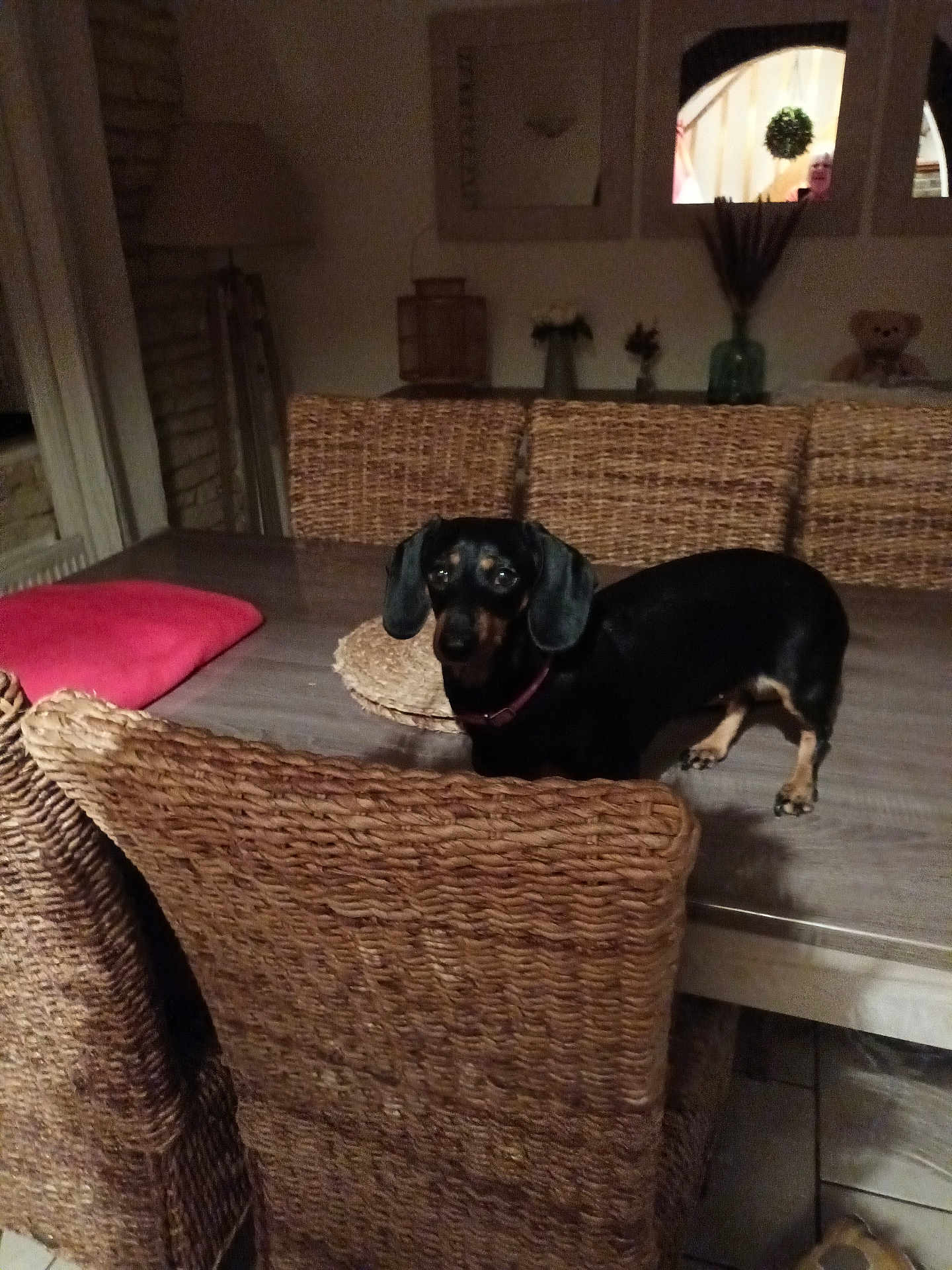 Soumsette a rejoint le concours — aidez-le/la à gagner de superbes lots ! dog, dachshund, table, chair, dining_room, woven_chair, wooden_table, pet, indoor, curious, animal, furniture, living_space, collar, brown, black, person_in_background, window, dim_lighting, home