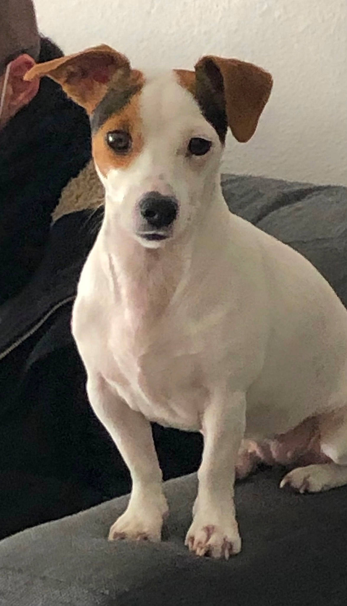 Orphée participe au concours pour gagner de l'argent avec cette photo : ancient_dog_breeds, canidae, carnivore, collar, companion_dog, dog, dog_breed, dog_collar, fawn, non_sporting_group, puppy, snout, sporting_group, terrestrial_animal, terrier, toy_dog, whiskers, working_animal