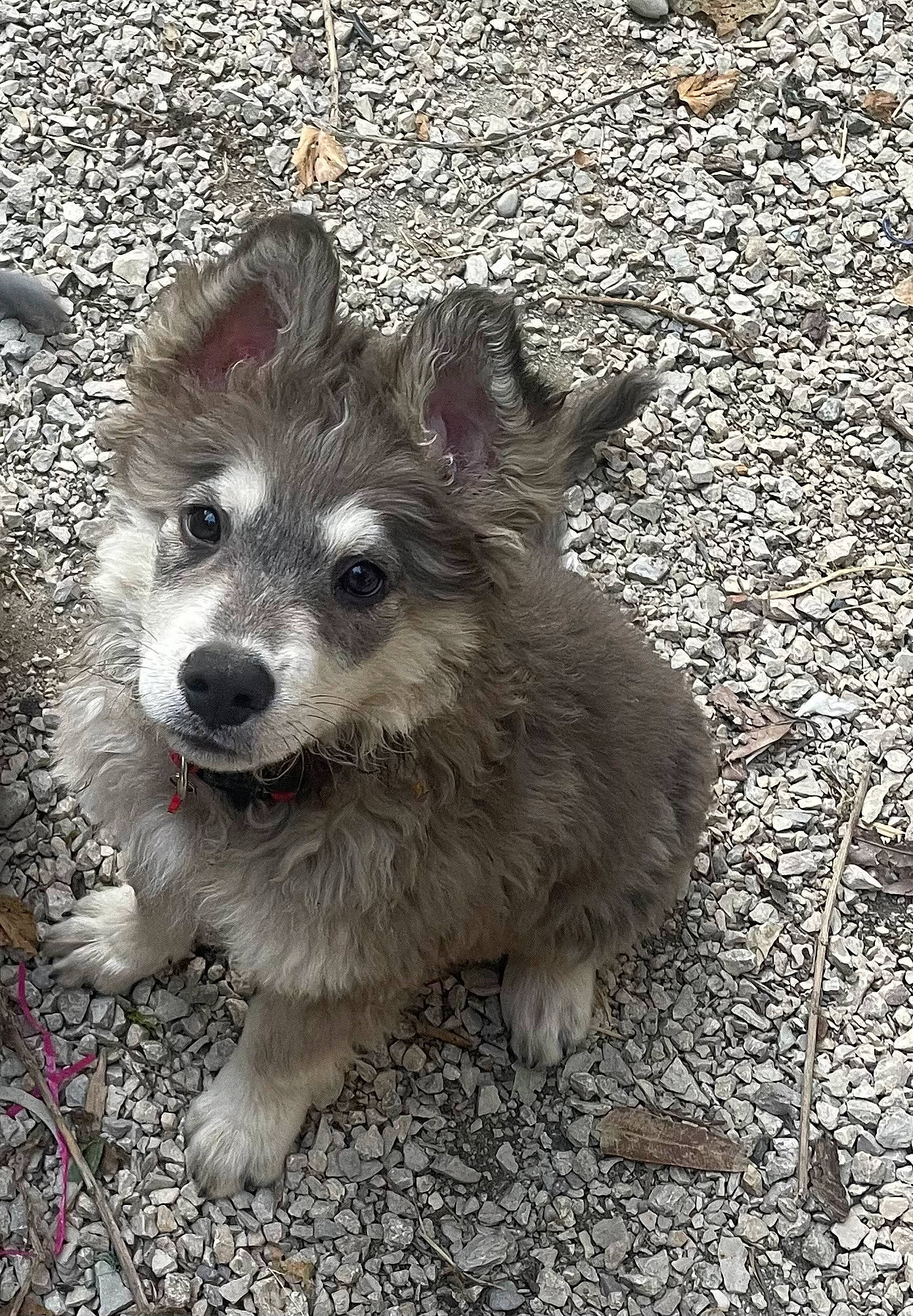 Happy a rejoint le concours — aidez-le/la à gagner de superbes lots ! ancient_dog_breeds, canis, carnivore, companion_dog, dog, dog_breed, fur, grass, leash, monochrome, monochrome_photography, road_surface, soil, street_dog, terrestrial_animal, terrier, toy_dog, whiskers, working_animal, working_dog