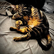 Groot participe au concours pour gagner de l'argent avec cette photo : animal, bed, blanket, cat, comfort, cozy, cute, domestic, fur, indoor, paw, pet, relaxed, resting, sleeping, soft, striped, tabby, tail, whiskers