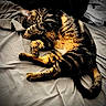 animal, bed, blanket, cat, comfort, cozy, cute, domestic, fur, indoor, paw, pet, relaxed, resting, sleeping, soft, striped, tabby, tail, whiskers