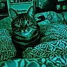 animal, bed, bedding, book, cat, curious, dim_light, domestic_animal, ears, feline, furniture, indoor, looking, pattern, pet, room, shelf, tabby_cat, teal_tint, whiskers