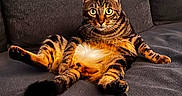 Groot a rejoint le concours — aidez-le/la à gagner de superbes lots ! animal, cat, comfortable, couch, cute, domestic_cat, funny_pose, fur, furniture, indoor, living_room, looking_at_camera, pet, relaxed, resting, sitting, striped, tabby_cat, whiskers, wide_eyes