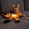 animal, cat, comfortable, couch, cute, domestic_cat, funny_pose, fur, furniture, indoor, living_room, looking_at_camera, pet, relaxed, resting, sitting, striped, tabby_cat, whiskers, wide_eyes