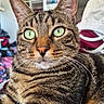animal, blurred_background, cat, close_up, cute, domestic_cat, eye_contact, face, feline, fur, green_eyes, indoor, mammal, pet, portrait, relaxed, sitting, striped, tabby, whiskers