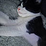 animal, black_and_white, blanket, cat, closeup, comfort, cozy, cute, feline, fur, indoors, nap, nose, pet, relaxing, resting, sleeping, soft, texture, whiskers