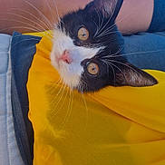 Gamora participe au concours pour gagner de l'argent avec cette photo : animal, black_and_white, blue_sky, cat, clothing, cute, daylight, ears, eyes, fur, lap, nature, outdoor, person, pet, relaxing, resting, sunny, whiskers, yellow_cloth