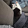 Gamora participe au concours pour gagner de l'argent avec cette photo : animal, black_and_white, blanket, cat, comfortable, couch, cozy, curious, cute, domestic, fur, furniture, indoor, paw, pet, relaxed, resting, sleepy, soft_texture, whiskers