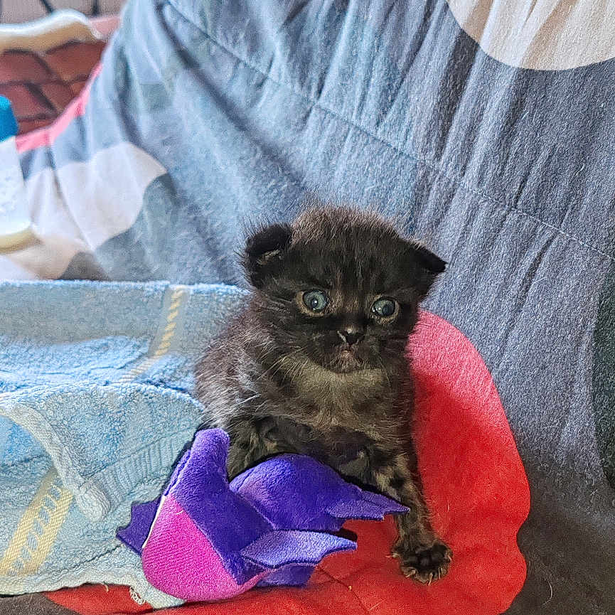 Lucky participe au concours pour gagner de l'argent avec cette photo : black_cat, blanket, cat, colorful, cozy, curious, cute, domestic_animal, feline, fur, indoor, kitten, patterned_blanket, pet, plush_toy, sitting, small_animal, soft, toy, young_animal