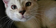 Nova joined the competition — help win amazing prizes! kitten, cat, whiskers, paw, closeup, curious, pet, animal, feline, cute, soft, young, domestic, fur, indoor, cozy, resting, looking, face, ears