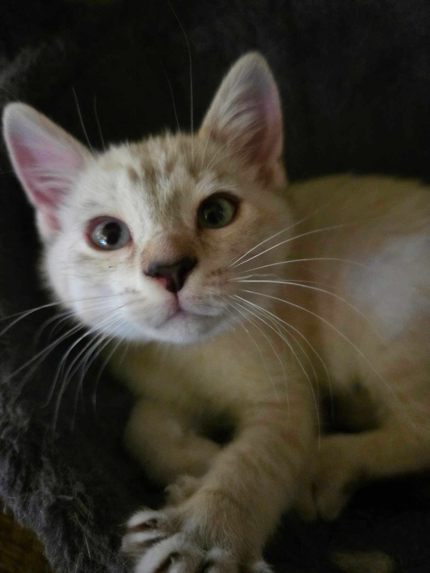 Nova joined the competition — help win amazing prizes! kitten, cat, whiskers, paw, closeup, curious, pet, animal, feline, cute, soft, young, domestic, fur, indoor, cozy, resting, looking, face, ears
