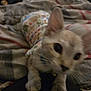 Nova is registered to the contest to win money with this photo: cat, blurry, close_up, animal, pet, paws, feline, blanket, patterned, colorful_shirt, indoor, soft, cozy, stretching, cute, whiskers, ears, collar, domestic_cat, furry