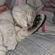 Nova joined the competition — help win amazing prizes! cat, sleeping, paw, closeup, collar, bell, feline, pet, cute, resting, indoor, blanket, soft, cozy, fur, whiskers, nap, domestic_animal, animal, relaxing