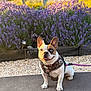 dog, french_bulldog, heterochromia, purple_leash, floral_harness, lavender, flowers, garden, outdoor, sunlight, golden_hour, pet, sitting, cute, small_dog, leash, animal, nature, plant, yard