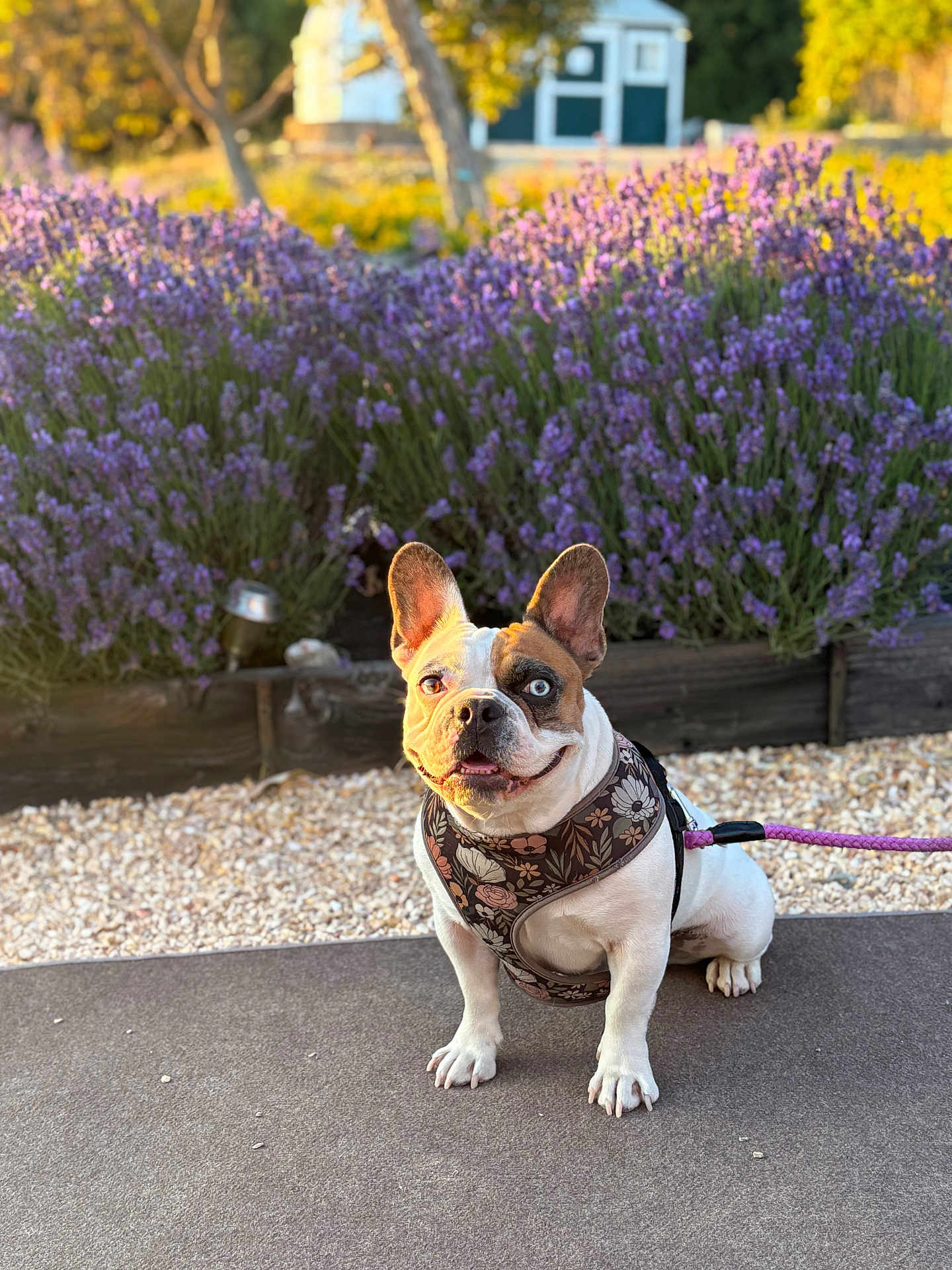 Coco