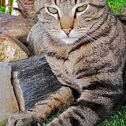 Tigrou participe au concours pour gagner de l'argent avec cette photo : cat, tabby_cat, animal, pet, grass, outdoor, nature, feline, paw, relaxed, mammal, whiskers, ears, eyes, fur, logs, plants, greenery, closeup, resting