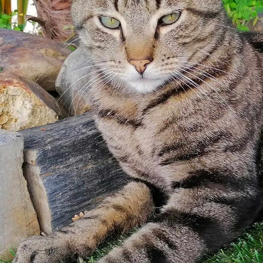 Tigrou participe au concours pour gagner de l'argent avec cette photo : cat, tabby_cat, animal, pet, grass, outdoor, nature, feline, paw, relaxed, mammal, whiskers, ears, eyes, fur, logs, plants, greenery, closeup, resting