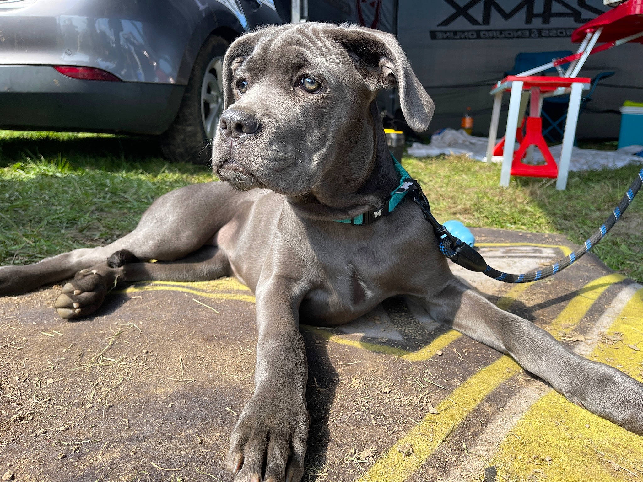 Siara a rejoint le concours — aidez-le/la à gagner de superbes lots ! automotive_lighting, automotive_tire, car, carnivore, chair, collar, companion_dog, dog, dog_breed, dog_collar, dog_supply, fawn, fender, hood, hubcap, snout, tire, vehicle, wheel, working_animal