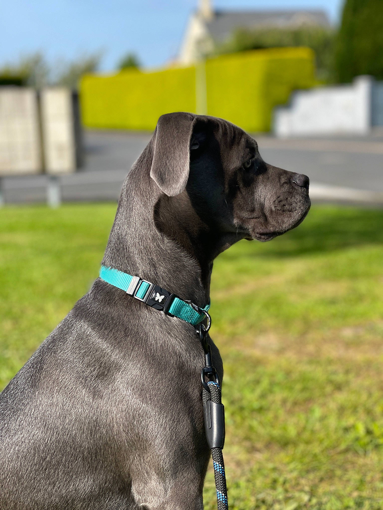 Siara a rejoint le concours — aidez-le/la à gagner de superbes lots ! canidae, carnivore, collar, companion_dog, dog, dog_breed, dog_collar, dog_supply, fashion_accessory, fawn, grass, leash, liver, pet_supply, sky, snout, sporting_group, tail, whiskers, working_animal