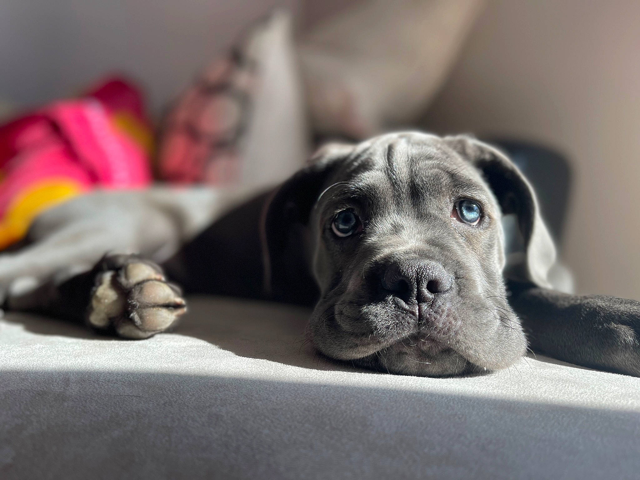 Siara participe au concours pour gagner de l'argent avec cette photo : canidae, carnivore, comfort, companion_dog, dog, dog_breed, fawn, fur, great_dane, grey, linens, non_sporting_group, snout, sporting_group, terrestrial_animal, whiskers, working_animal