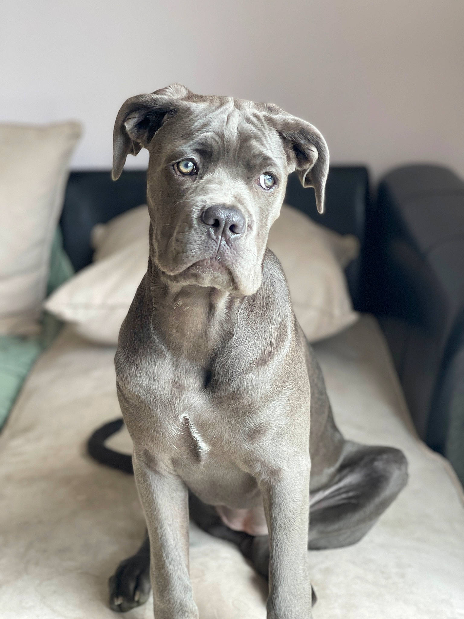 Siara participe au concours pour gagner de l'argent avec cette photo : ancient_dog_breeds, canidae, carnivore, comfort, companion_dog, dog, dog_breed, fawn, grey, guard_dog, liver, non_sporting_group, snout, sporting_group, terrestrial_animal, toy_dog, whiskers, working_animal, working_dog, wrinkle