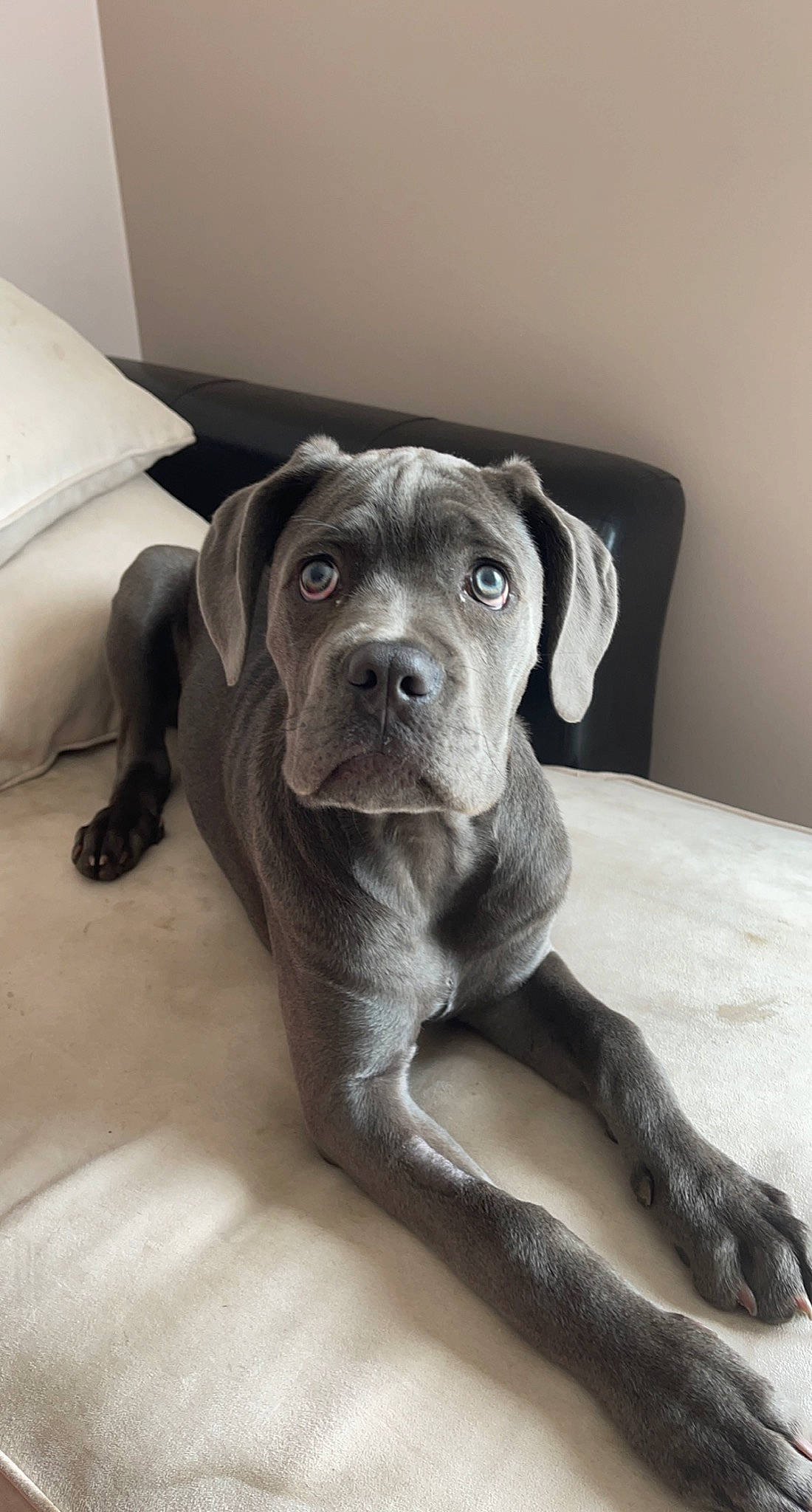 Siara participe au concours pour gagner de l'argent avec cette photo : canidae, carnivore, comfort, companion_dog, dog, dog_breed, dog_collar, fawn, floor, flooring, fur, grey, guard_dog, liver, molosser, snout, sporting_group, whiskers, window, working_animal