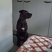 Lola participe au concours pour gagner de l'argent avec cette photo : dog, black_dog, pet, indoor, cabinet, blanket, floor, wall, furniture, animal, domestic_animal, sitting, side_view, quiet, room, home, fur, canine, resting, calm