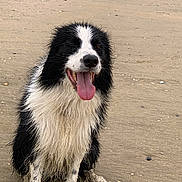 Sunny participe au concours pour gagner de l'argent avec cette photo : animal, beach, black_and_white, border_collie, canine, dog, friendly, fur, happy, muddy_paws, nature, outdoor, pet, playful, sand, sitting, tongue, tongue_out, water, wet_fur