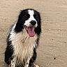 animal, beach, black_and_white, border_collie, canine, dog, friendly, fur, happy, muddy_paws, nature, outdoor, pet, playful, sand, sitting, tongue, tongue_out, water, wet_fur