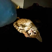 Rocky joined the competition — help win amazing prizes! animal, cat, cozy, curled_up, cute, dark_background, domestic_cat, ears, feline, fur, indoor, kitten, looking_up, orange_cat, paws, pet, sleeping_position, small_animal, whiskers, white_cat