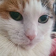 Gemma is registered to the contest to win money with this photo: animal, calm, cat, close_up, closeup, cute, domestic_cat, face, feline, fluffy, fur, green_eyes, indoor, mammal, pet, pink_nose, portrait, relaxed, soft, whiskers