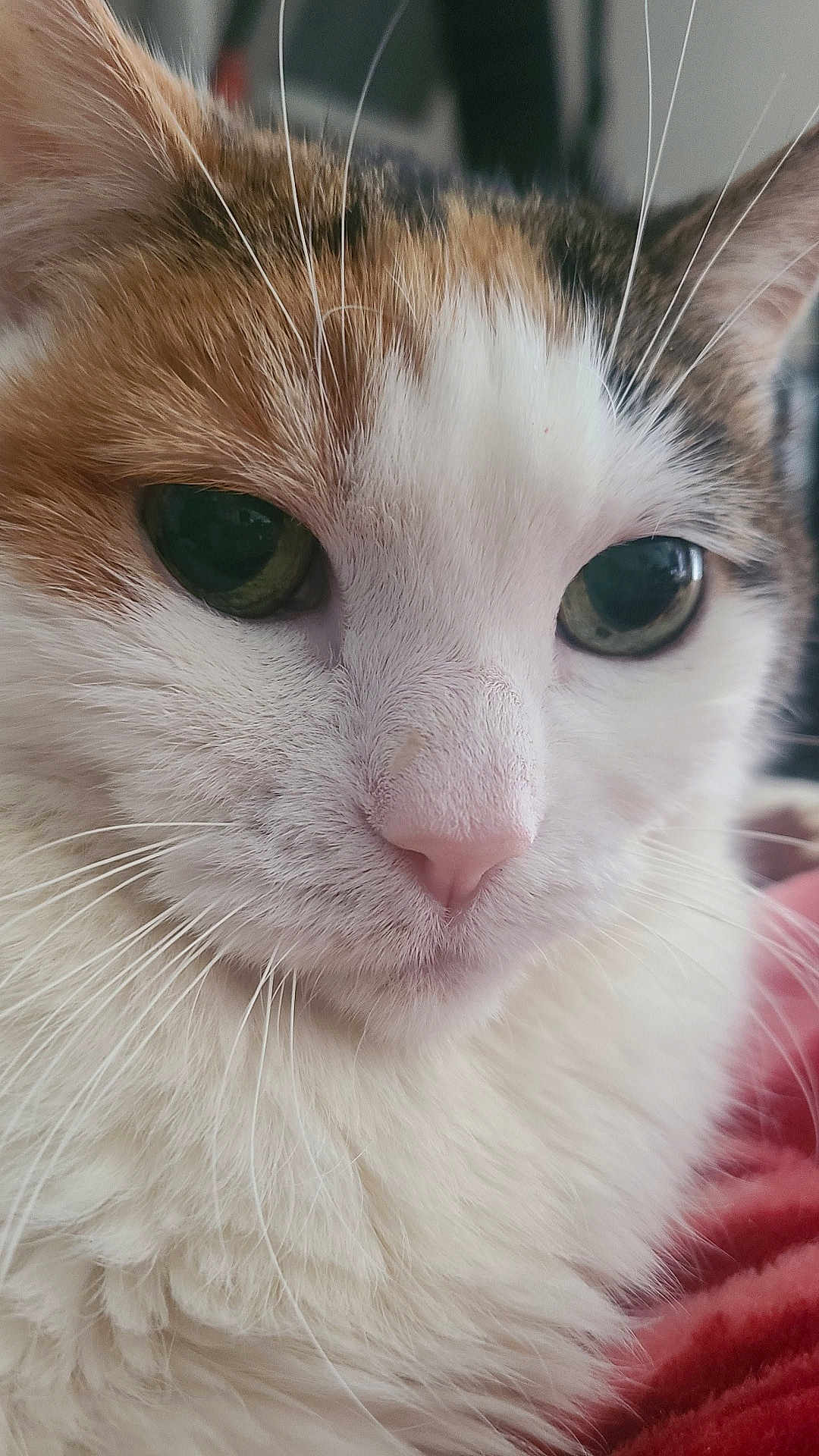 Gemma