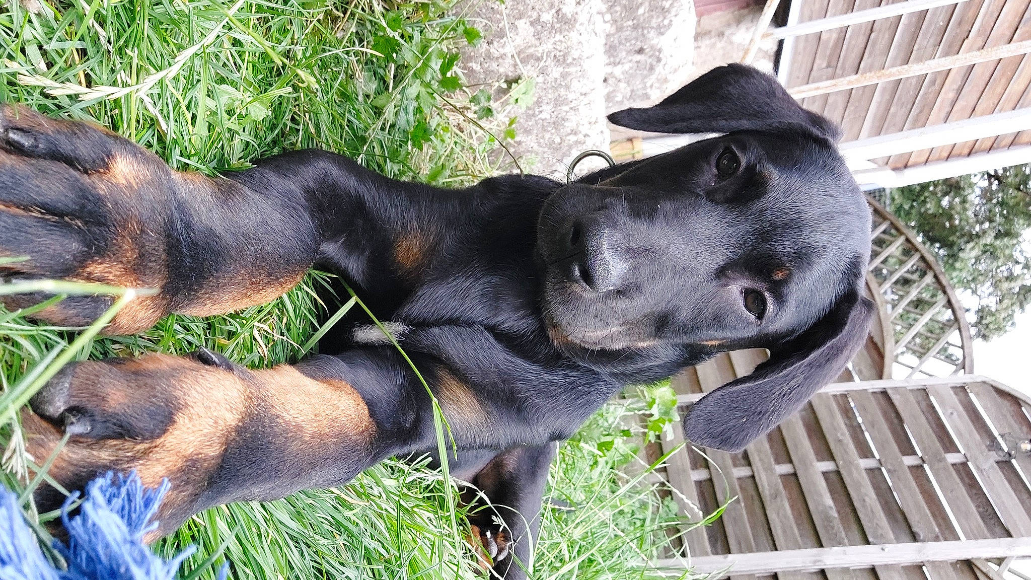 Ryuk participe au concours pour gagner de l'argent avec cette photo : borador, canidae, carnivore, collar, companion_dog, dog, dog_breed, dog_collar, fawn, fence, grass, guard_dog, hunting_dog, pet_supply, plant, snout, sporting_group, terrestrial_animal, working_animal, working_dog