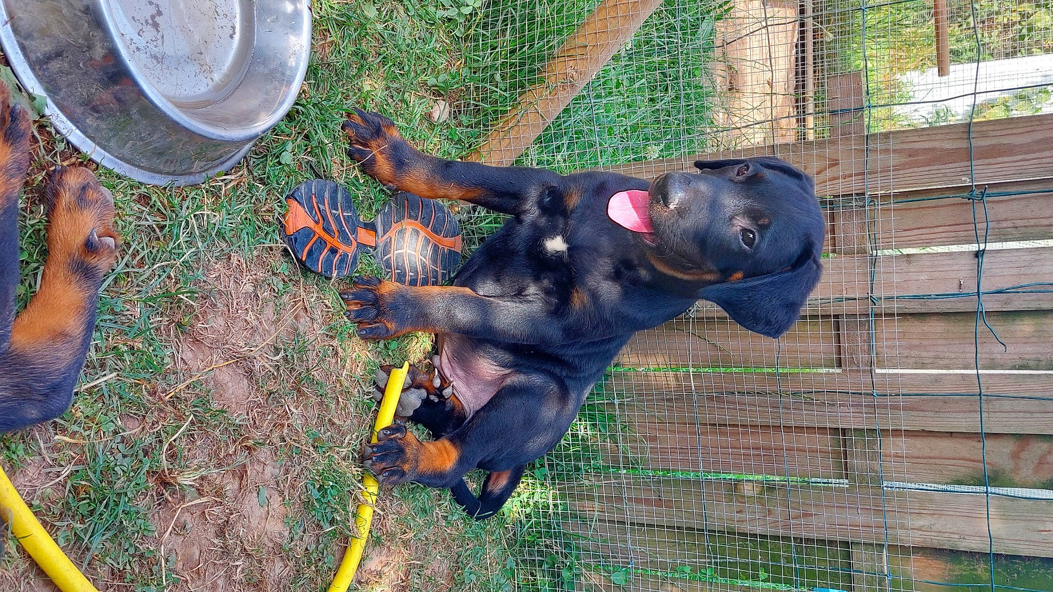 Ryuk participe au concours pour gagner de l'argent avec cette photo : canidae, carnivore, dog, dog_breed, fence, fun, grass, guard_dog, hat, mesh, personal_protective_equipment, plant, recreation, soil, sporting_group, working_animal