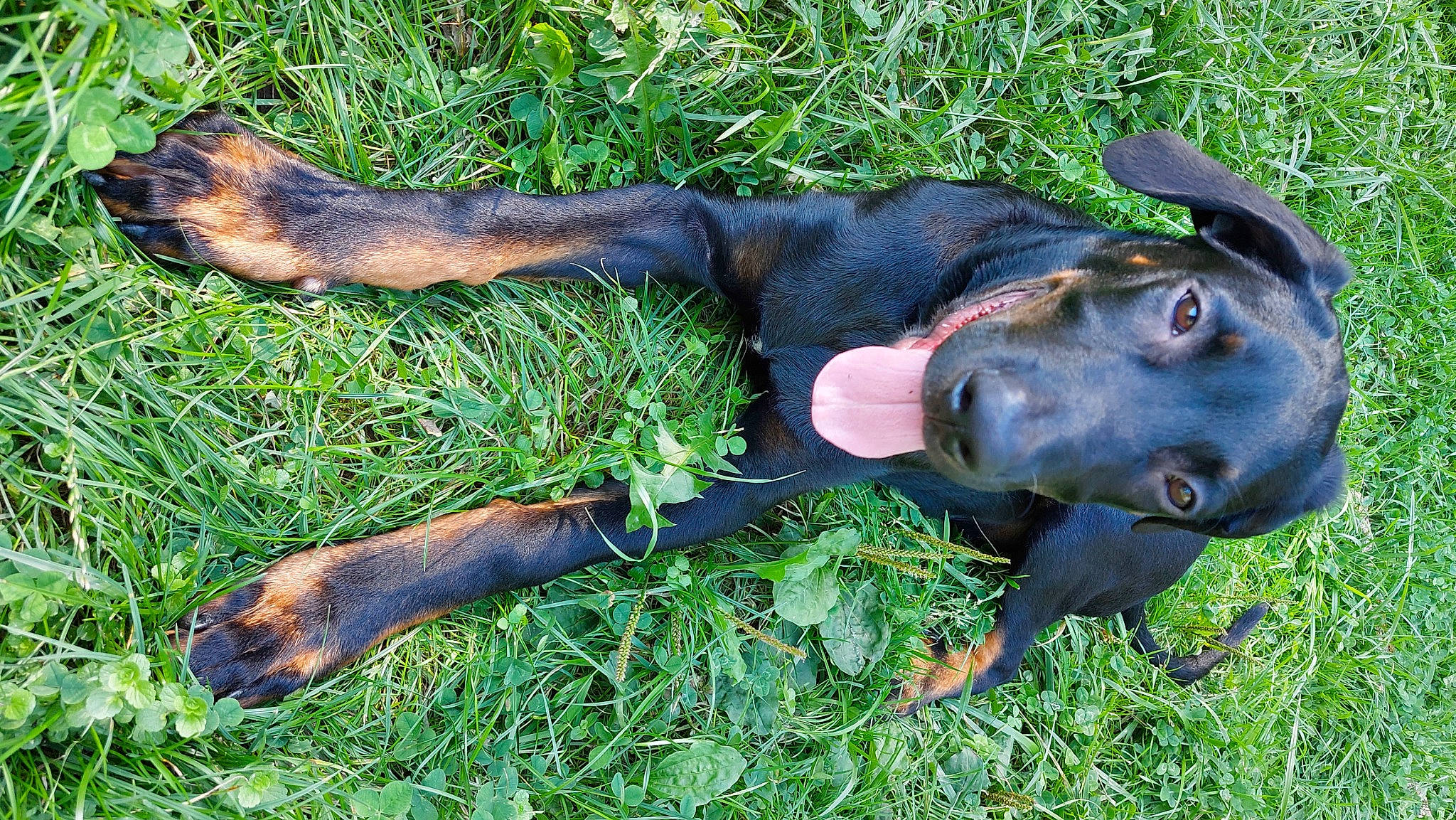 Ryuk a rejoint le concours — aidez-le/la à gagner de superbes lots ! canidae, carnivore, collar, companion_dog, dog, dog_breed, fawn, grass, guard_dog, hunting_dog, liver, plant, snout, sporting_group, tail, terrestrial_animal, working_animal, working_dog