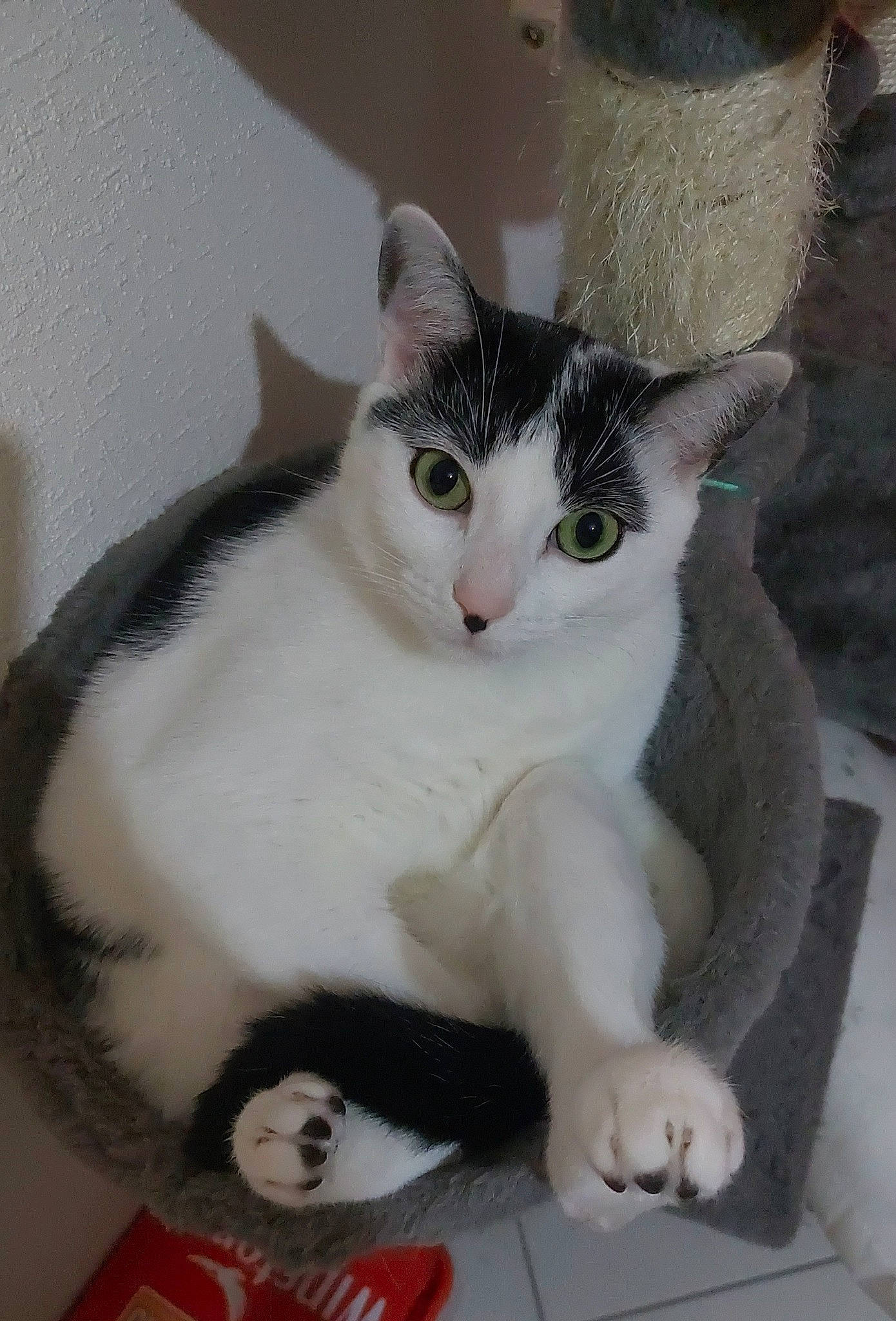 Groot participe au concours pour gagner de l'argent avec cette photo : box, carnivore, cat, cat_furniture, domestic_short_haired_cat, felidae, fur, head, paw, sitting, small_to_medium_sized_cats, snout, tail, whiskers, window