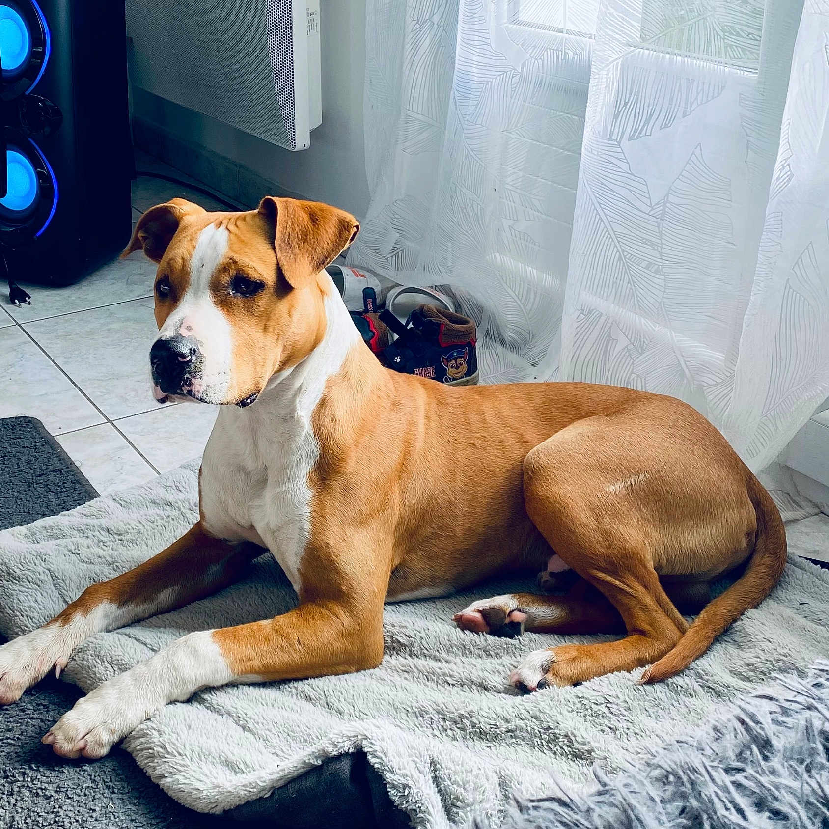 Urakan a rejoint le concours — aidez-le/la à gagner de superbes lots ! animal, blanket, boxer, bulldog, canine, dog, dogbed, electronics, hardwood, pet, speaker, stainedwood, wood