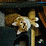 cat, orange_cat, white_paws, cat_tree, indoor, pet, feline, curious, fluffy, whiskers, ears, wood_floor, scratching_post, toy, cozy, looking_up, close_up, domestic_cat, playful, house_pet