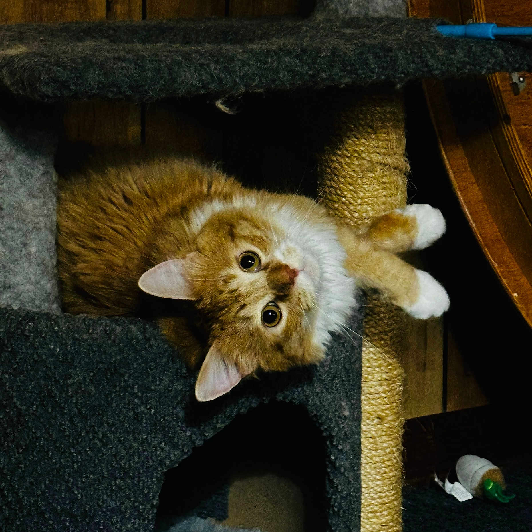 Otys is registered to the contest to win money with this photo: cat, cat_tree, close_up, cozy, curious, domestic_cat, ears, feline, fluffy, house_pet, indoor, looking_up, orange_cat, pet, playful, scratching_post, toy, whiskers, white_paws, wood_floor