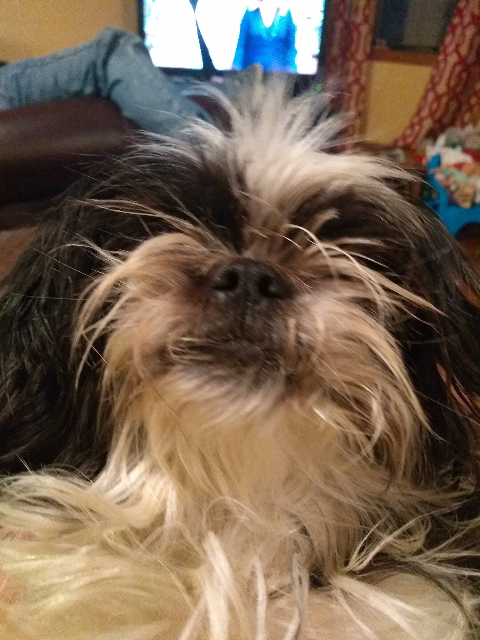 Pearl joined the competition — help win amazing prizes! affenpinscher, bolonka, canidae, carnivore, chinese_imperial_dog, companion_dog, dog, dog_breed, lhasa_apso, liver, lowchen, mammal, morkie, non_sporting_group, rare_breed_dog, shih_tzu, snout, sporting_group, toy_dog, vertebrate