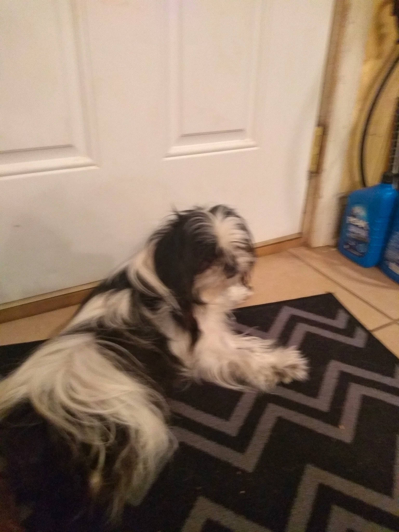 Pearl joined the competition — help win amazing prizes! bearded_collie, canidae, carnivore, companion_dog, dog, dog_breed, havanese, kyi_leo, lhasa_apso, lowchen, mammal, non_sporting_group, polish_lowland_sheepdog, rare_breed_dog, schapendoes, shih_tzu, sporting_group, tibetan_terrier, toy_dog, vertebrate