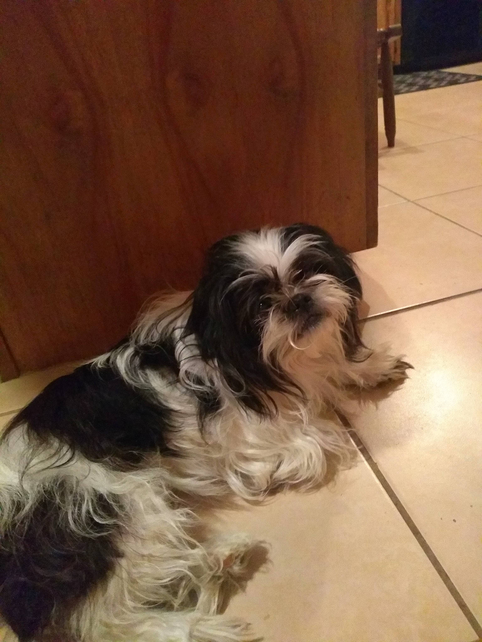 Pearl joined the competition — help win amazing prizes! bolonka, canidae, carnivore, chinese_imperial_dog, companion_dog, dog, dog_breed, havanese, kyi_leo, lowchen, mammal, non_sporting_group, polish_lowland_sheepdog, rare_breed_dog, schapendoes, shih_tzu, sporting_group, tibetan_terrier, toy_dog, vertebrate