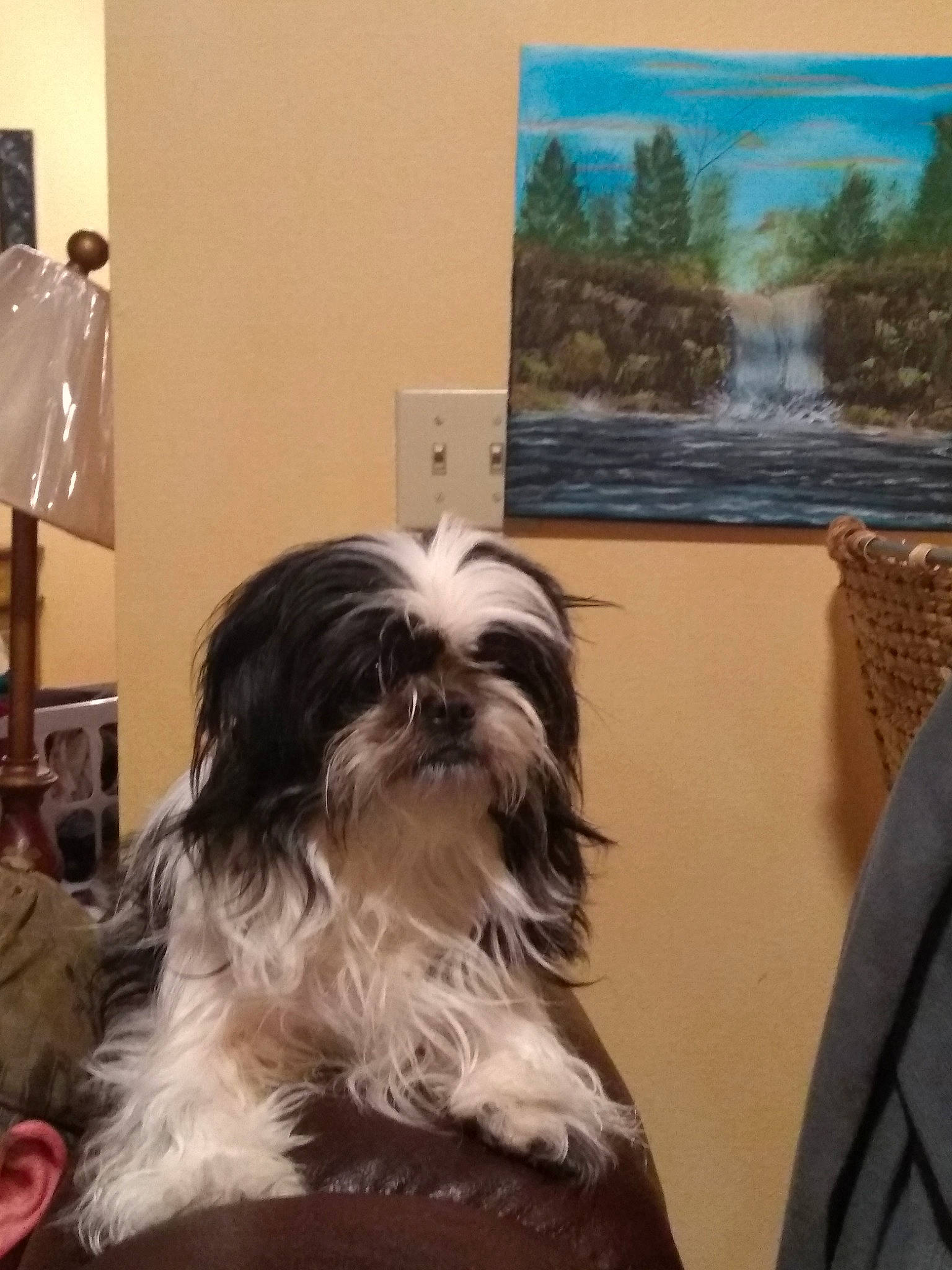 Pearl joined the competition — help win amazing prizes! bolonka, canidae, carnivore, chinese_imperial_dog, companion_dog, dog, dog_breed, havanese, kyi_leo, lhasa_apso, lowchen, mammal, non_sporting_group, rare_breed_dog, shih_tzu, sporting_group, tibetan_terrier, toy_dog, vertebrate, yorkshire_terrier