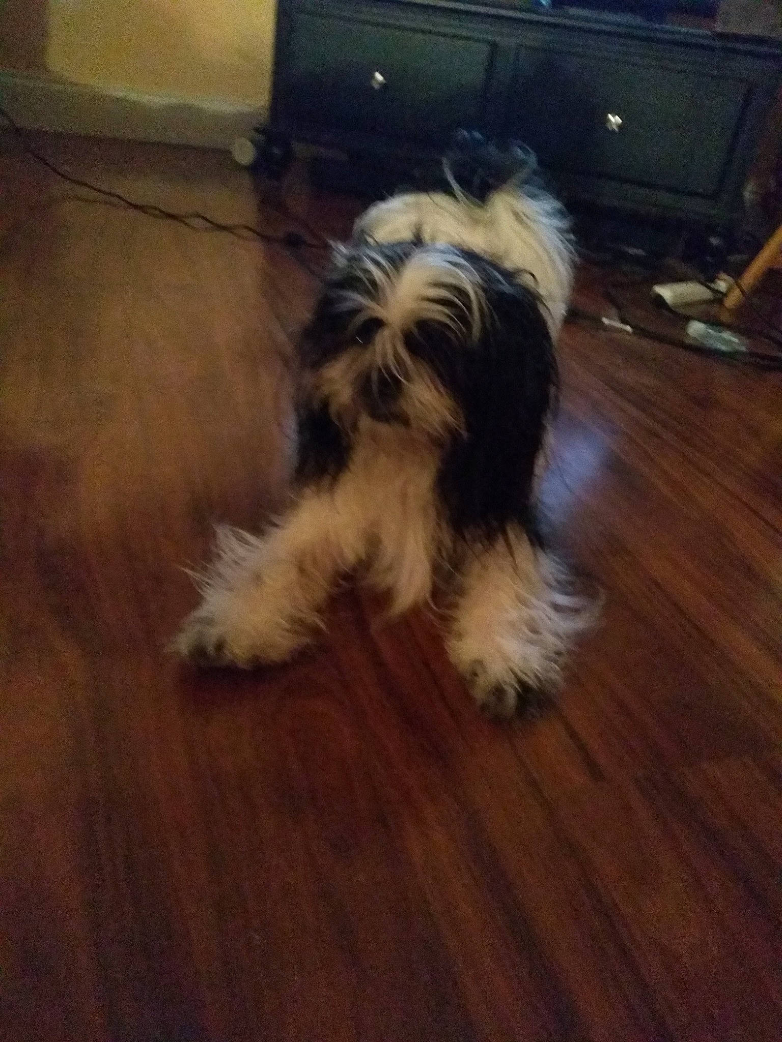 Pearl is registered to the contest to win money with this photo: canidae, carnivore, chinese_imperial_dog, companion_dog, dog, dog_breed, havanese, kyi_leo, lhasa_apso, lowchen, maltepoo, mammal, non_sporting_group, polish_lowland_sheepdog, puppy, shih_tzu, sporting_lucas_terrier, tibetan_terrier, toy_dog, vertebrate