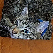 Mistigri a rejoint le concours — aidez-le/la à gagner de superbes lots ! cat, tabby_cat, fur, whiskers, blue_collar, pet, animal, close_up, leather_surface, brown, curled_up, alert, indoor, cute, domestic_cat, feline, resting, eyes, face, pattern