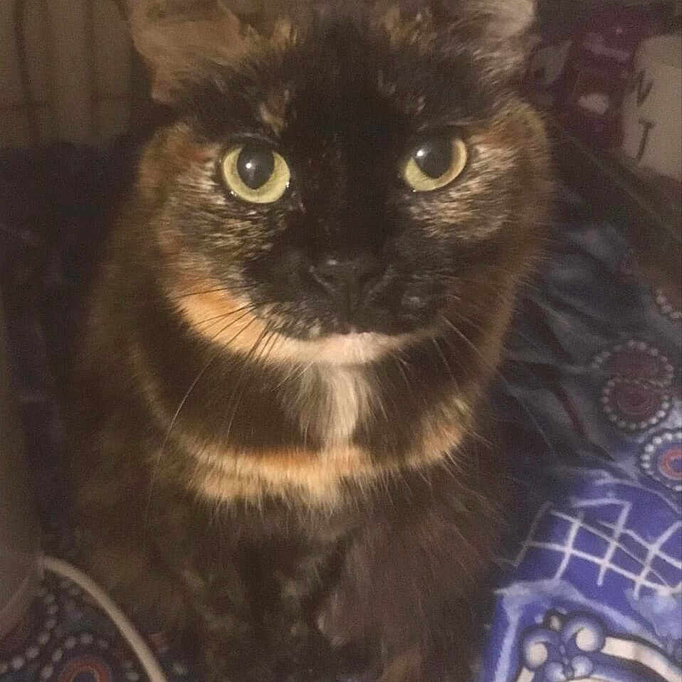 Pupuce a rejoint le concours — aidez-le/la à gagner de superbes lots ! asian, black_cat, bombay, carnivore, cat, domestic_long_haired_cat, domestic_short_haired_cat, european_shorthair, eye, felidae, german_rex, iris, kitten, mammal, ojos_azules, small_to_medium_sized_cats, snout, whiskers