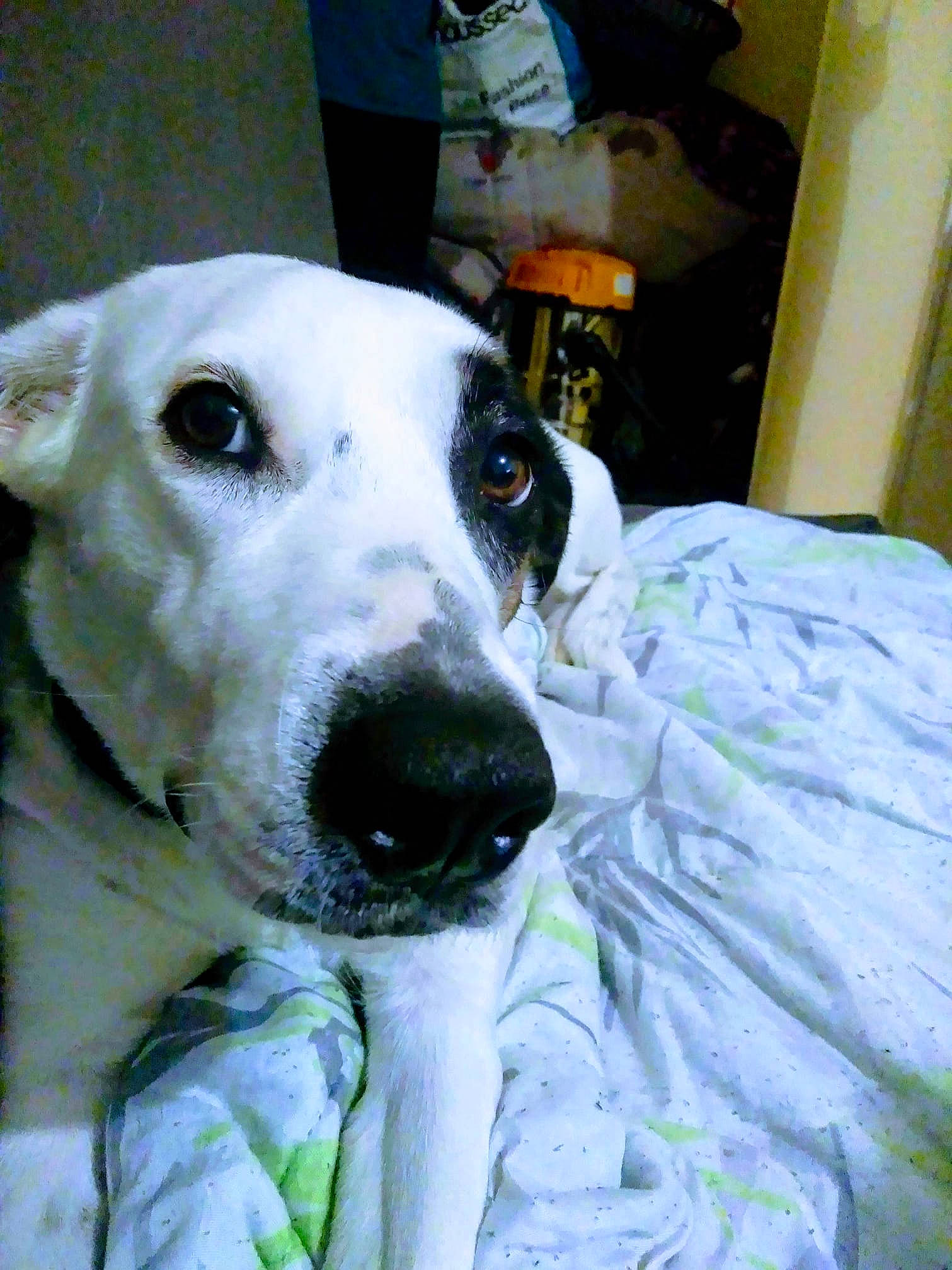 Layka participe au concours pour gagner de l'argent avec cette photo : canidae, carnivore, companion_dog, dalmatian, dog, dog_breed, mammal, non_sporting_group, nose, snout, sporting_group, vertebrate, whiskers