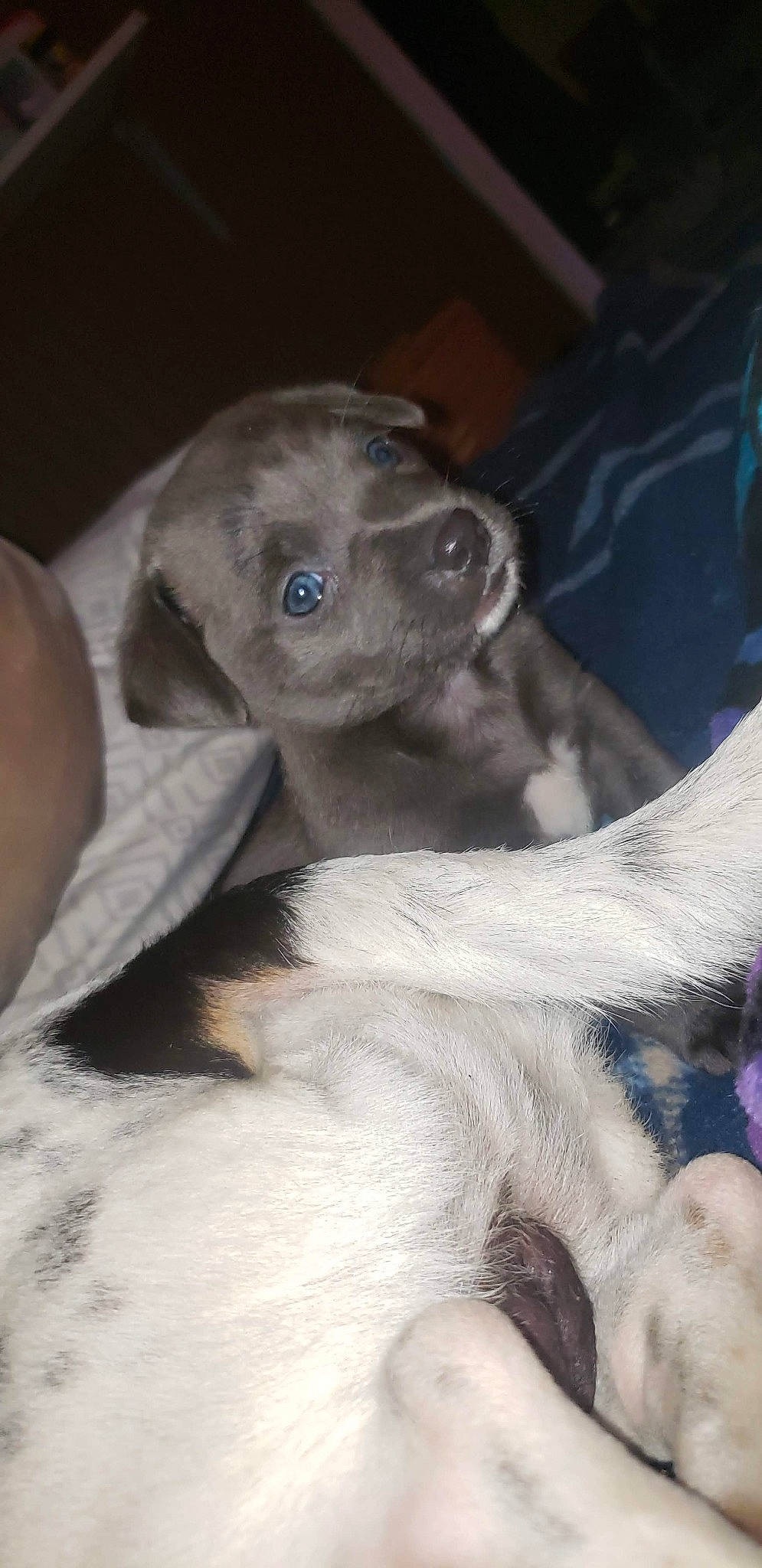 Gizzie is registered to the contest to win money with this photo: canidae, carnivore, comfort, companion_dog, dog, dog_breed, ear, fawn, fur, grey, liver, paw, puppy, sporting_group, terrestrial_animal, whiskers, working_animal