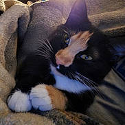 Houdini is registered to the contest to win money with this photo: animal, blanket, calico_cat, cat, closeup, comfort, cozy, cute, feline, fur, indoor, nap, paws, pet, relaxed, resting, sleepy, soft, warm, whiskers